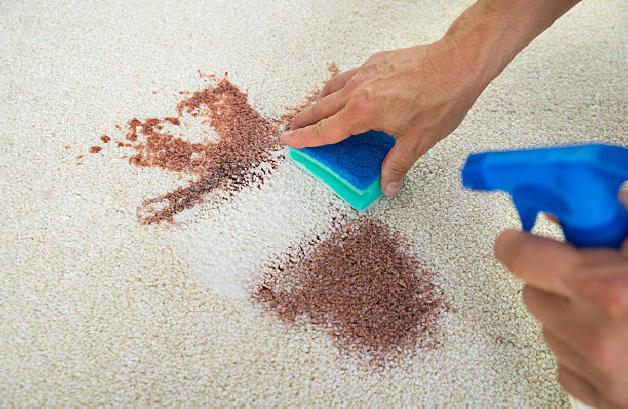 Advanced Stain & Odor Removal Near Gaithersburg
