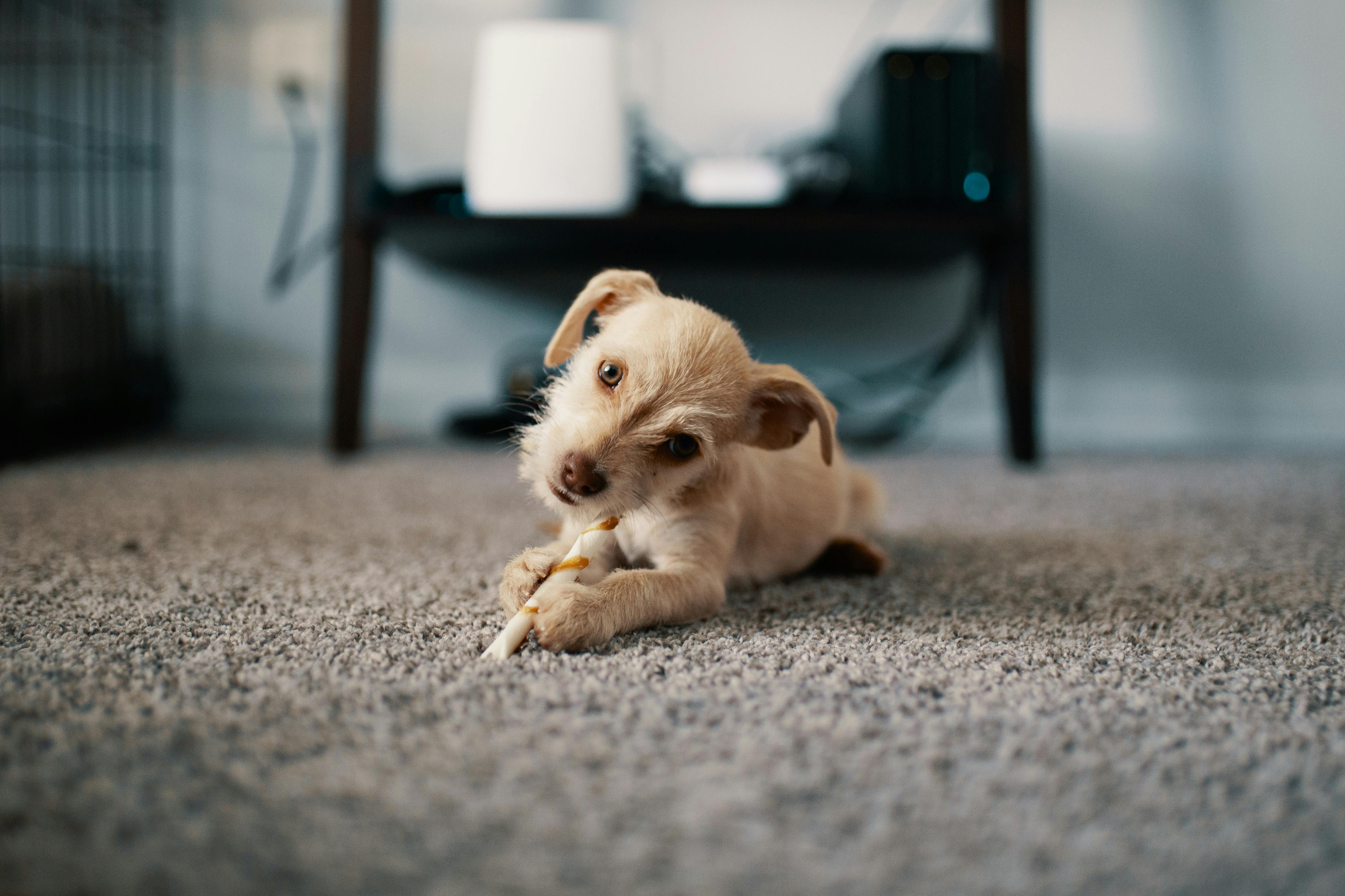 Pet-Safe Carpet Cleaning Treatments in Gaithersburg